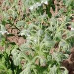 Borago officinalis 花