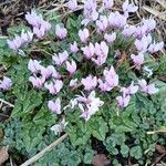 Cyclamen hederifolium Habit