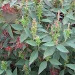 Acalypha phleoides Агульны выгляд