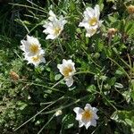 Dryas octopetalaFloare