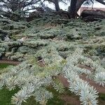 Cedrus libani Blad