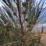 Casuarina cunninghamiana Ovoce