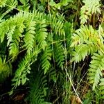 Osmunda regalis Leaf