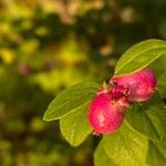 Symphoricarpos orbiculatus Ovoce