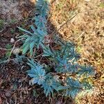 Euphorbia paralias Folha