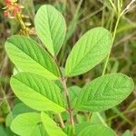 Indigofera hirsuta Blatt