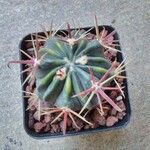 Ferocactus latispinus Лист