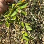 Ligustrum ovalifoliumLeaf