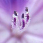 Pontederia crassipes Други