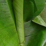 Musa acuminata Leaf