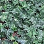 Hedera helix Leaf