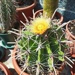 Ferocactus herrerae Hostoa