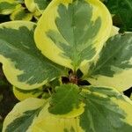 Peperomia obtusifolia 葉