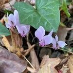 Cyclamen hederifoliumFlower