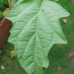 Nicandra physalodes 叶