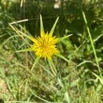 Tragopogon dubiusΛουλούδι