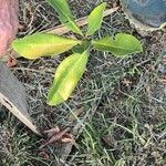 Norantea guianensis Frunză