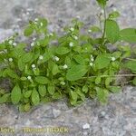 Myosotis speluncicola Habit