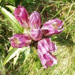 Gentiana pannonica Flower