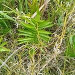 Thelypteris interrupta Folio