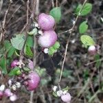 Symphoricarpos orbiculatus Frukt