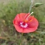 Pentapetes phoenicea Λουλούδι