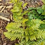 Dryopteris erythrosora 整株植物