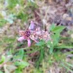 Desmodium intortum Blüte
