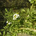 Nasturtium microphyllum ഇല