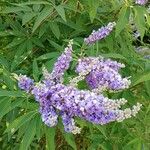 Vitex agnus-castus 花