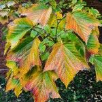 Acer rufinerve Blatt