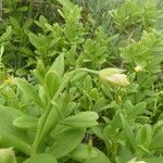 Talinum fruticosum Kvet