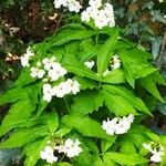 Cardamine heptaphylla ഇല