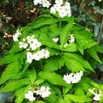 Cardamine heptaphylla برگ