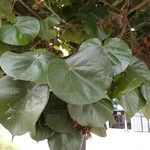 Hibiscus tiliaceus Blad