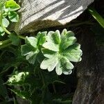 Geranium cinereum पत्ता