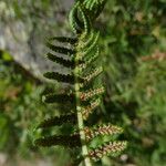 Athyrium filix-femina 葉