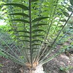 Encephalartos paucidentatus Hábito