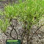 Euphorbia aphylla Hoja