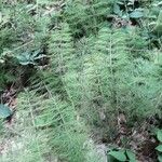 Equisetum sylvaticum Leaf