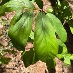 Asimina parviflora Leaf