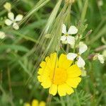 Anthemis tinctoria Flower