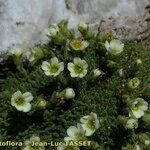 Saxifraga muscoides Habitus