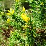 Ulex gallii Annet