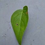 Syringa reticulata Leaf