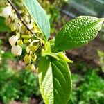 Halesia carolina Blad