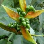 Heliconia latispatha Frukt