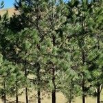 Pinus hartwegii Агульны выгляд