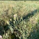 Centaurea stoebe Blüte