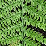 Athyrium filix-femina 葉